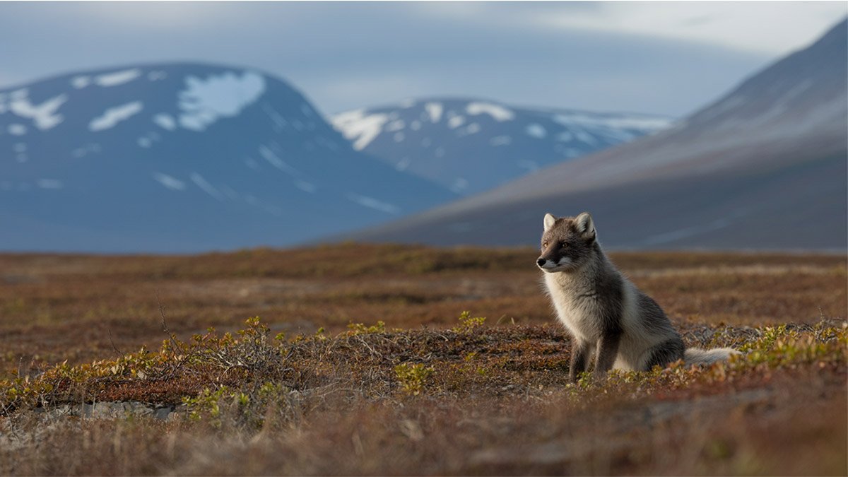 Svalbard Arctic tundra in autumn, showcasing the unique landscapes of Svalbard with its stunning natural beauty — Pathfinders Travel