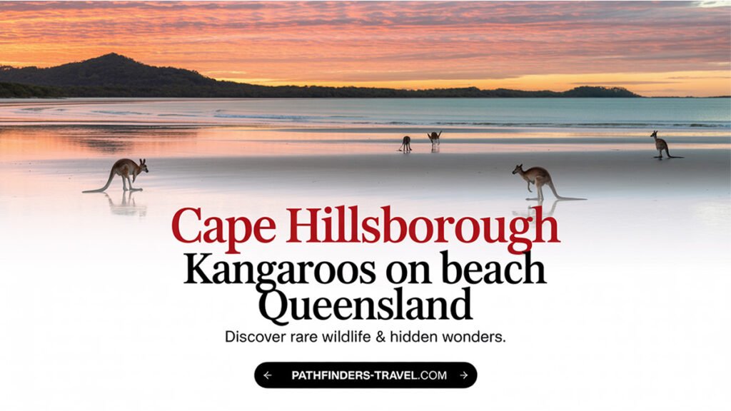 Cape Hillsborough kangaroos on beach at sunrise in Queensland captured by Pathfinders Travel