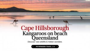 Cape Hillsborough kangaroos on beach at sunrise in Queensland captured by Pathfinders Travel