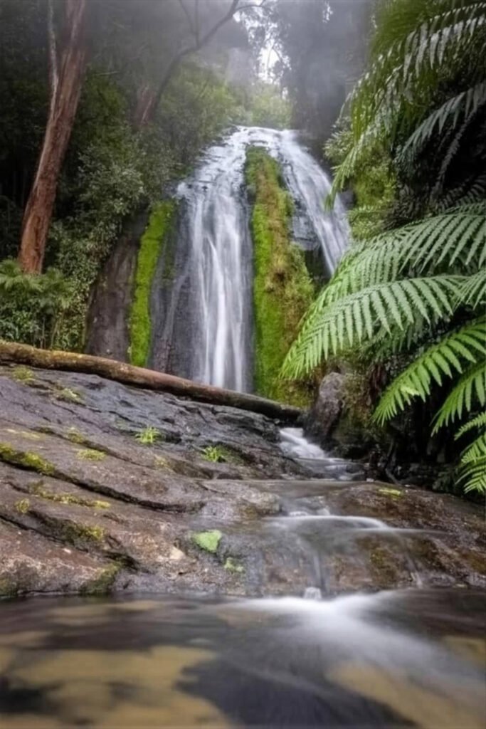 Silver Falls Track rainforest trail with waterfalls on kunanyi/Mount Wellington near Hobart Tasmania