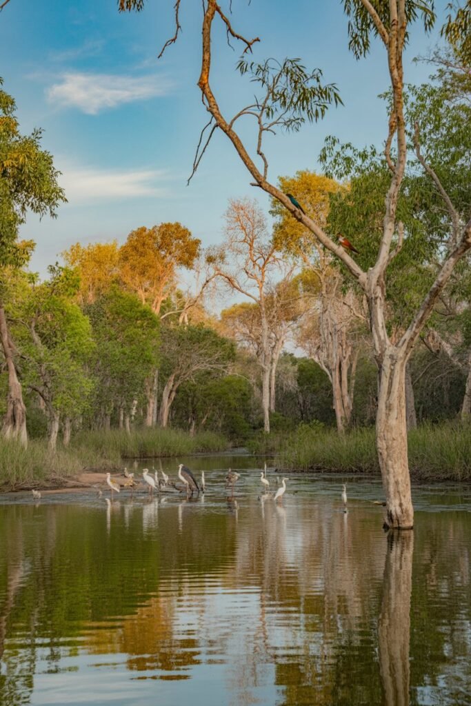 Kakadu National Park dry season billabong with birds and paperbark trees in Northern Territory, Australia