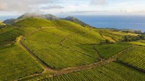 Aerial view of Gorreana Tea Plantation's green tea fields in São Miguel, Azores
