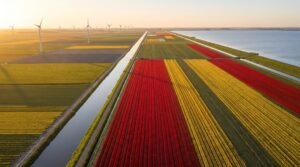 Aerial view of Flevoland Netherlands with straight canals, polder farmland and tulip fields at golden hour